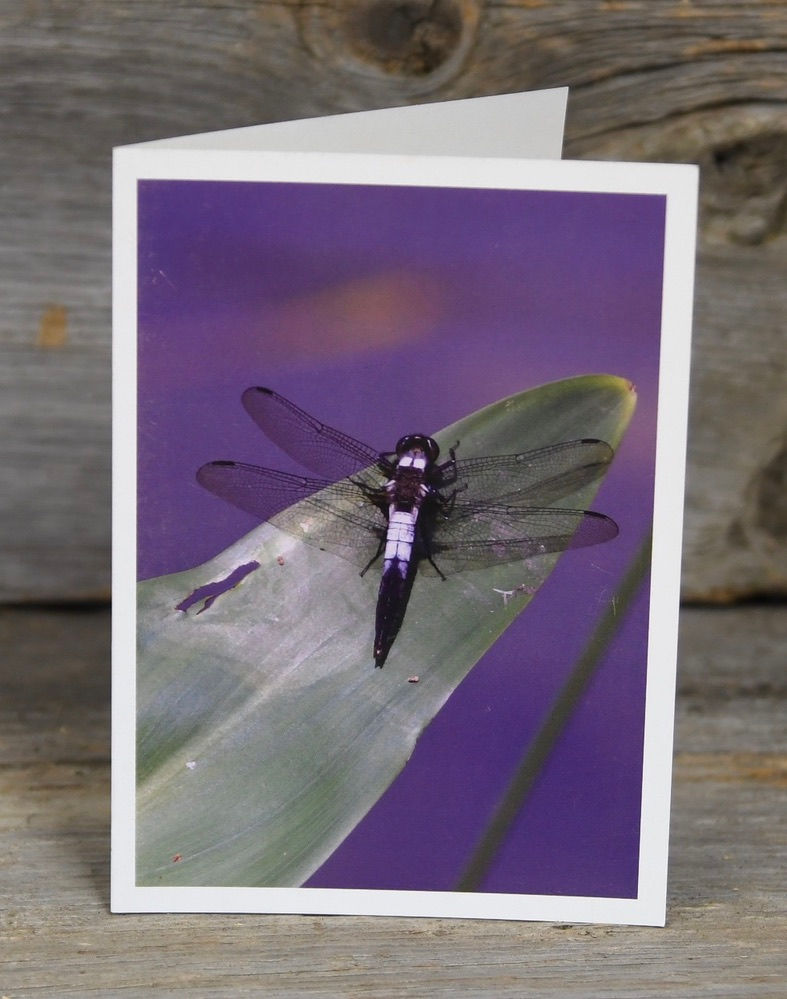 "Purple Dragonfly"