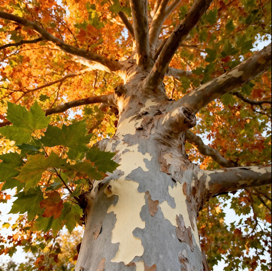 Sycamore.jpg