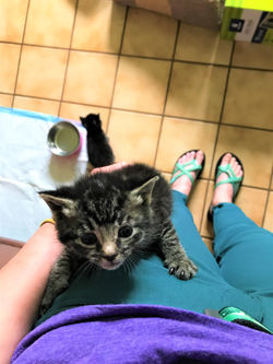 (ADOPTABLE) Itty Bitty Kitties