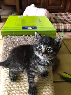(ADOPTABLE) Itty Bitty Kitties