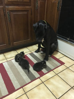 (ADOPTABLE) Itty Bitty Kitties