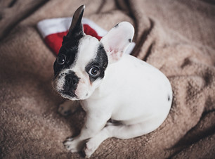 Small Dog Boarding School - Angelcare Pet Vet