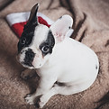 Black and white puppy looking directly into the camera