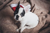 Filhote de cachorro pequeno