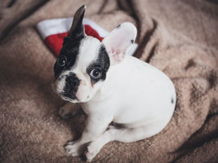 The advantage of tile flooring for pet owners