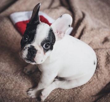 Small Puppy