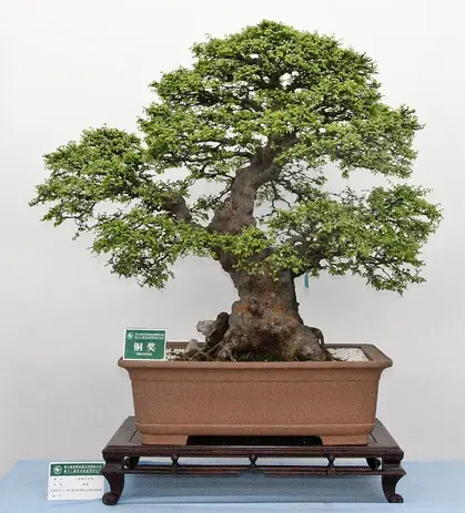 WBC07 (11).webp