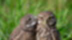 Kissing Owls.jpg