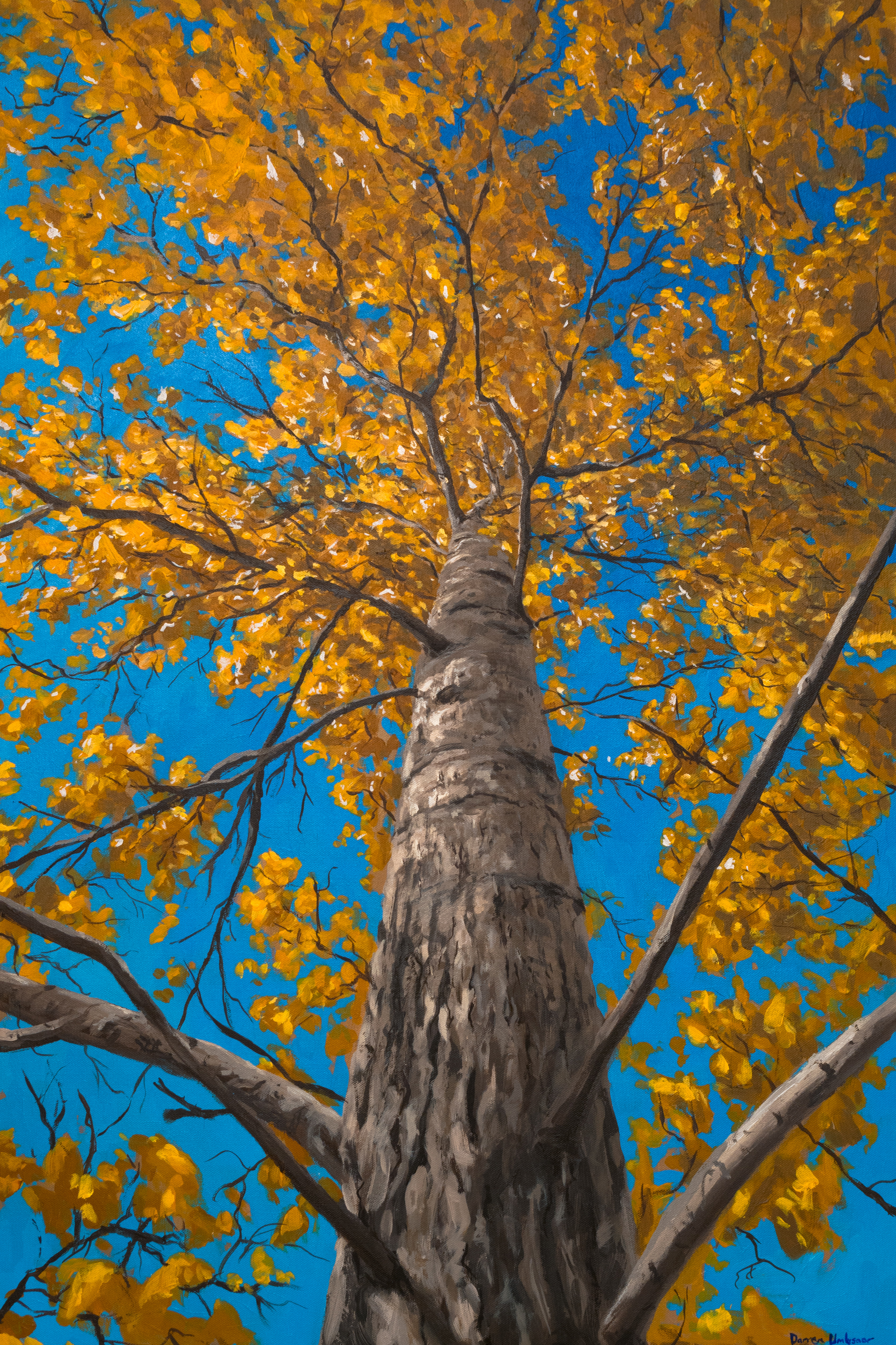 Tree Trunk Perspective