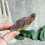 Thumbnail: Half Polished Purple Labradorite Piece