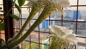 Cleanliness may not be next to Godliness