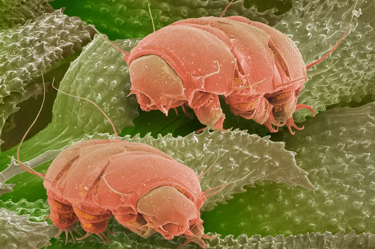 Photo from scientific library / Getty Image