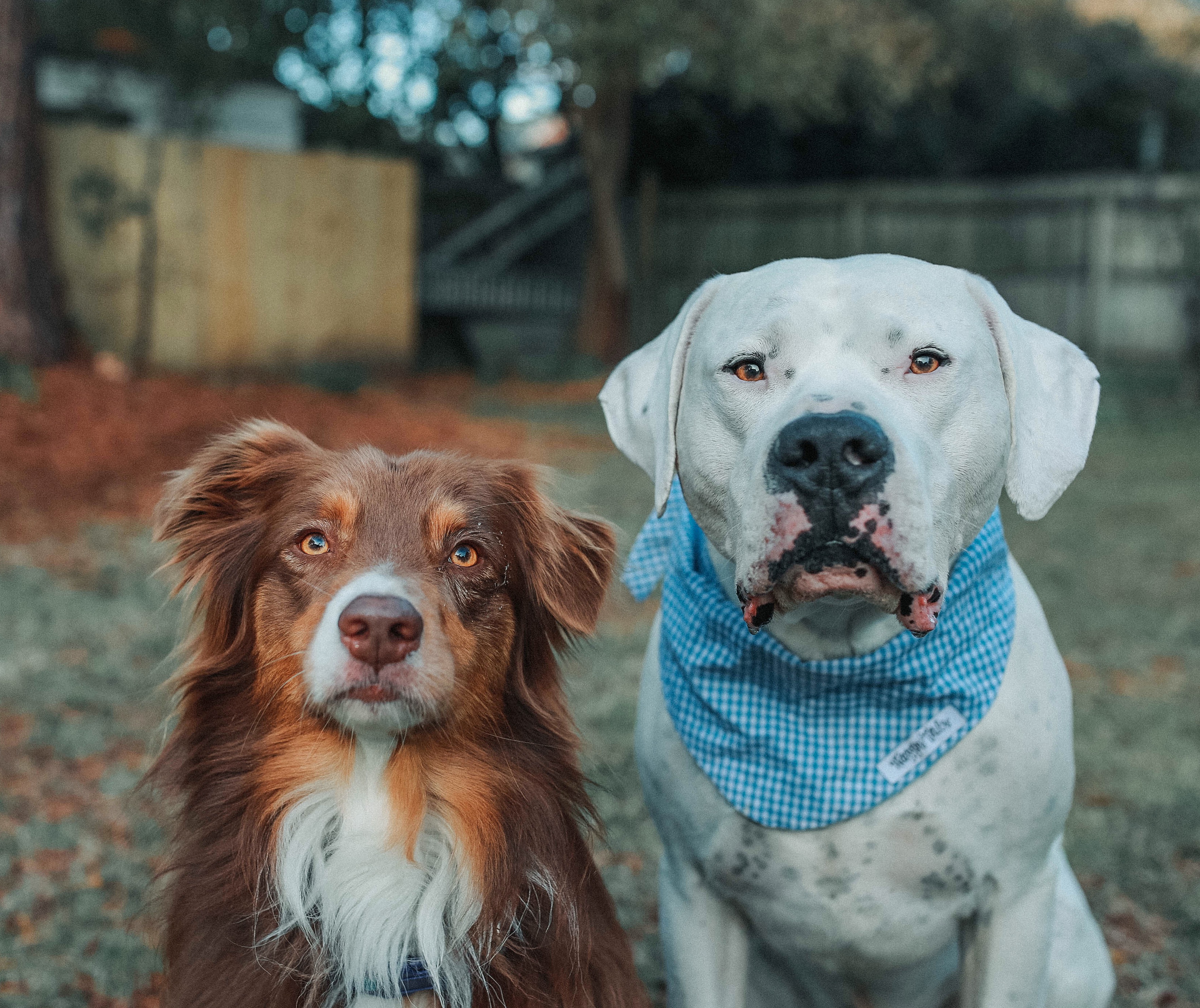 Waggin' Tails Dog Bandanas and Bow Ties North Carolina