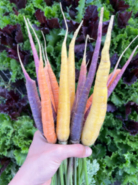 Zanahoria Colores 1/2 Kilo