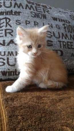 361632973_3_644x461_sliczny-kociak-maine-coon-maine-coon_rev001