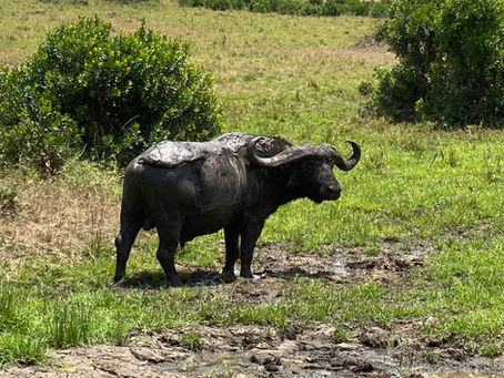 Kenya, Part 3 - “A World Away in the Masai Mara”