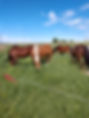 Horses.jpg