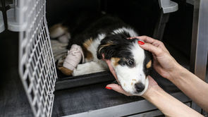 7 Best Social Media Ideas for Animal rescue services