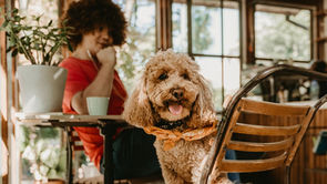 Best 9 Social Media Tips for Pet-friendly Cafes & Restaurants