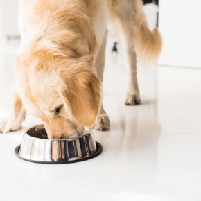 How to keep your dog in shape after the festivities