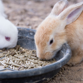 A healthy rabbit meal planner for 2021