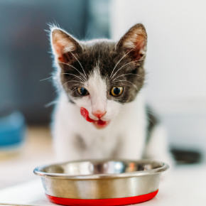 Cat dieting - what you need to know
