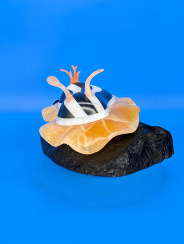 Frank the Nudibranch