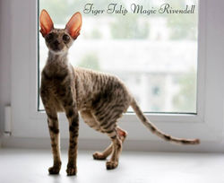Facebook - ♂ Tiger Tulip Magic Rivendell - b 24 Reserve