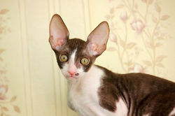 Facebook - ♂ Thranduil Magic Rivendell - b 03 available