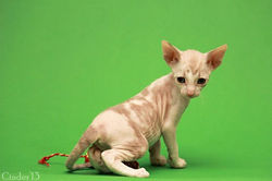 Facebook - 35 days.jpg