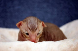 Facebook - Boy 1 - available