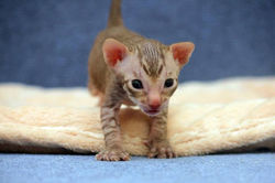 Facebook - Tiger Tulip Magic Rivendell
b 24
Available