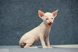 Facebook - Male
c 03 33