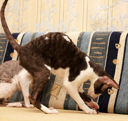 Facebook - ♂ Thranduil Magic Rivendell - b 03 available