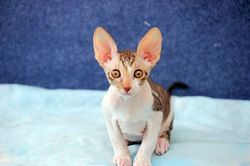 Facebook - ♀ Tiger Lily Magic Rivendell - b 24 03 available