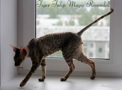 Facebook - ♂ Tiger Tulip Magic Rivendell - b 24 Reserve