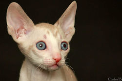 Facebook - Quendy Magic Rivendell