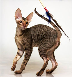 Facebook - ♂ Tiger Tulip Magic Rivendell - b 24 available