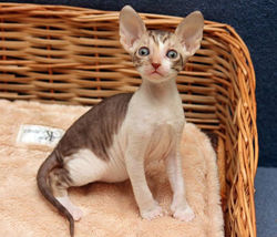 Facebook - Tiger Lily Magic Rivendell
b 24 03
Available