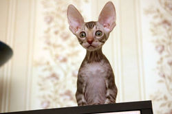 Facebook - ♂ Tiger Tulip Magic Rivendell - b 24 available