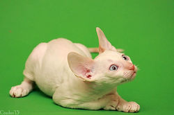 Facebook - Quashqai Magic Rivendell