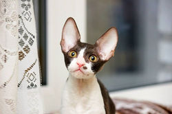 Facebook - ♂ Thranduil Magic Rivendell - b 03 available