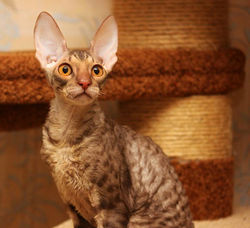 Facebook - ♂ Tiger Tulip Magic Rivendell - b 24 available