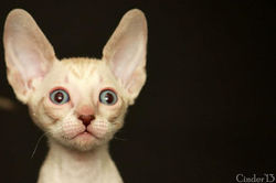 Facebook - Quitteteri Magic Rivendell