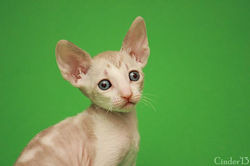 Facebook - Female.jpg