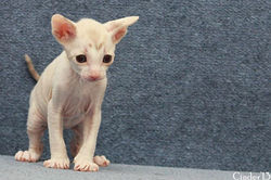 Facebook - Female.jpg