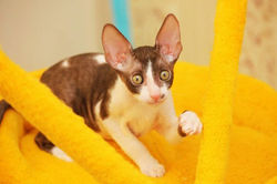 Facebook - ♂ Thranduil Magic Rivendell - b 03 available