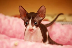 Facebook - ♂ Thranduil Magic Rivendell - b 03 available