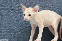 Facebook - Female.jpg