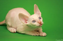 Facebook - Quashqai Magic Rivendell